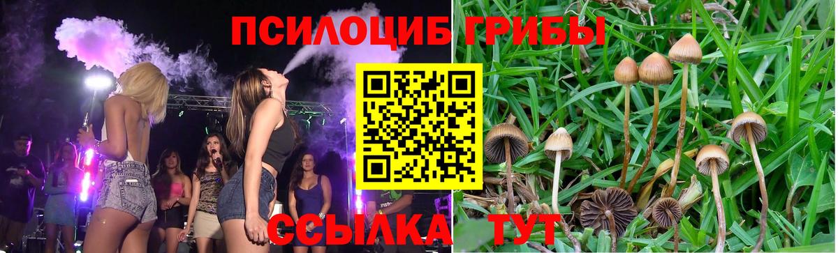 Нальчик  Псилоцибиновые грибы Cubensis  Вход с VPN 